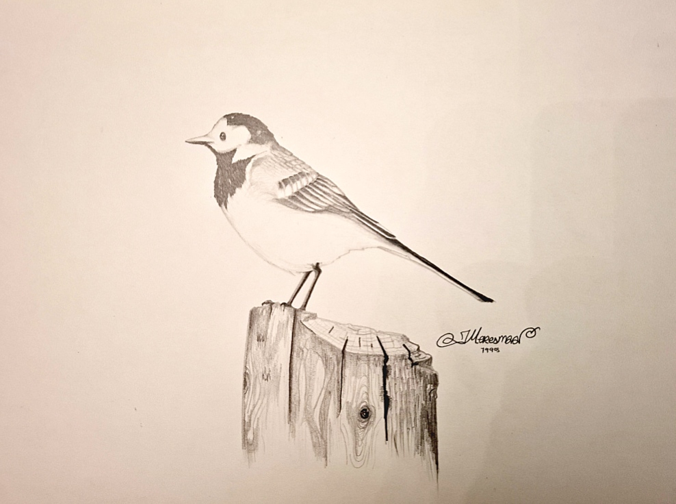 Jussi Meresmaa, Västäräkki puun kannolla, 1995, lyijykynäpiirros ohuella kartongilla, 20×30, Korotettu 150 € 12.2.2026 21.52. 